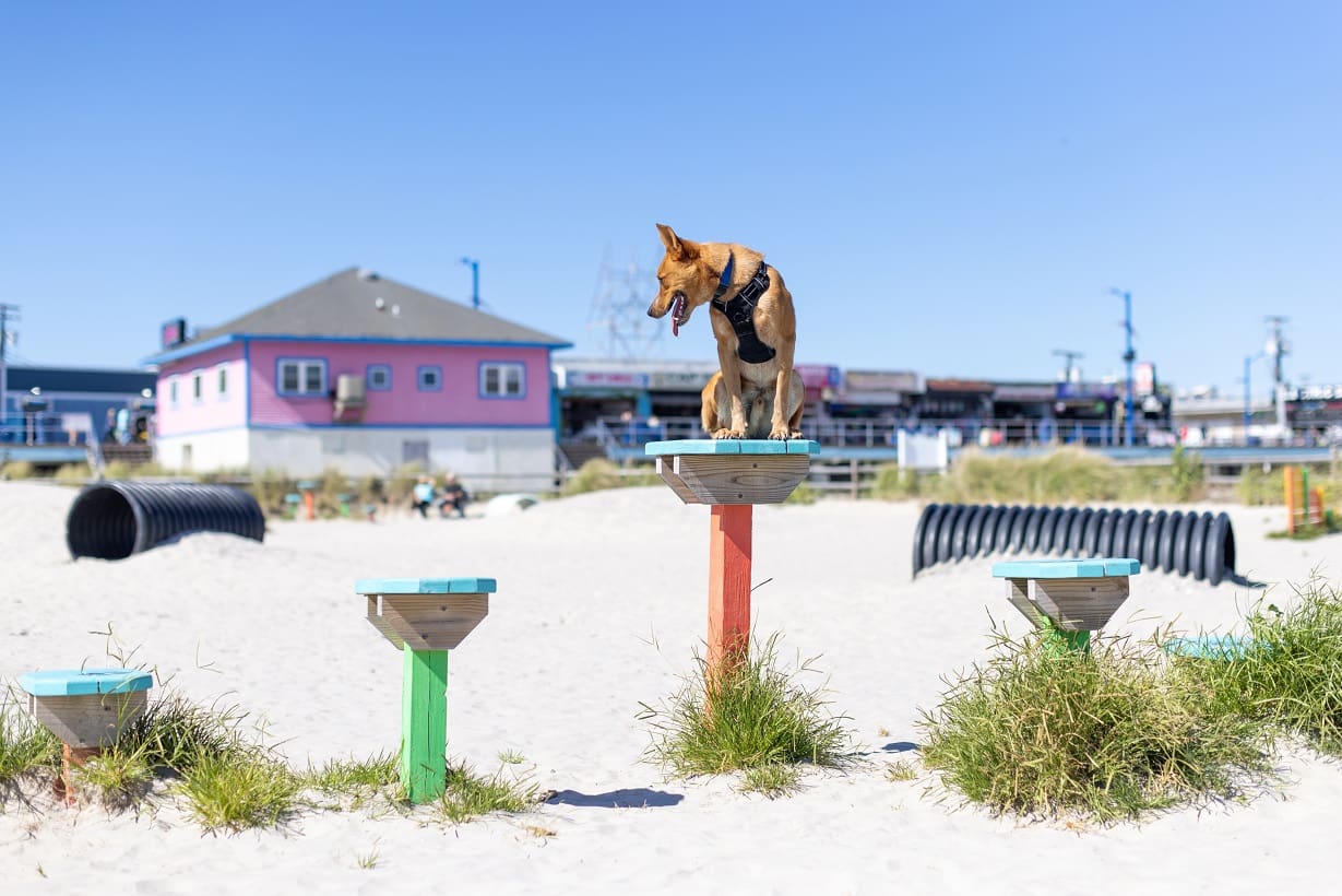 7 Dog Beaches in New Jersey