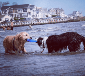 New Jersey Dog Beaches