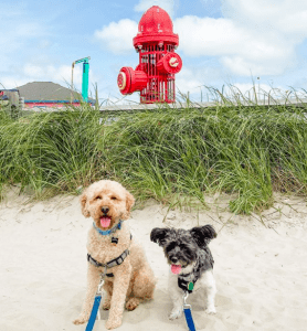 New Jersey Dog Beaches