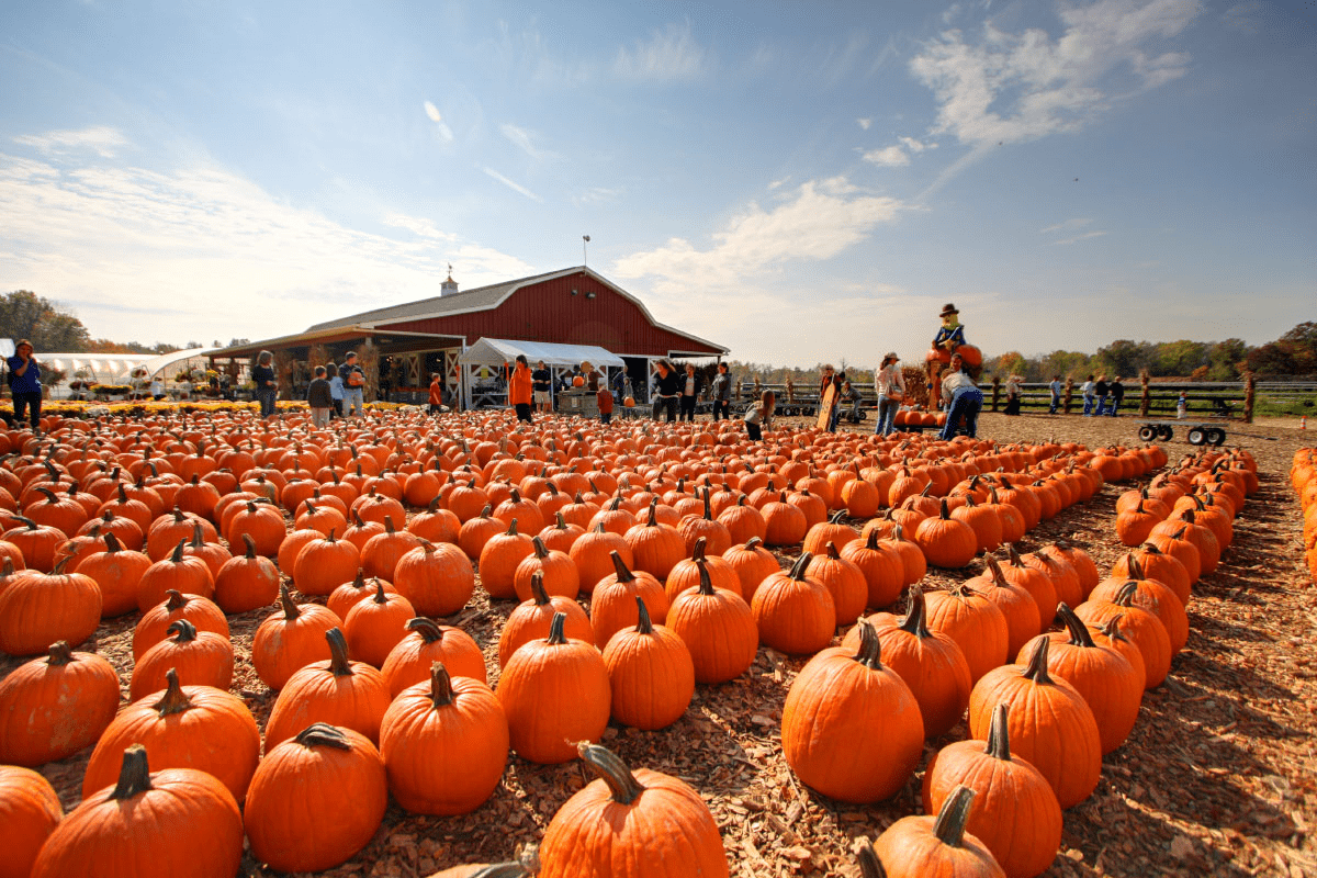 Farms to Visit for Pumpkin Picking in NJ 