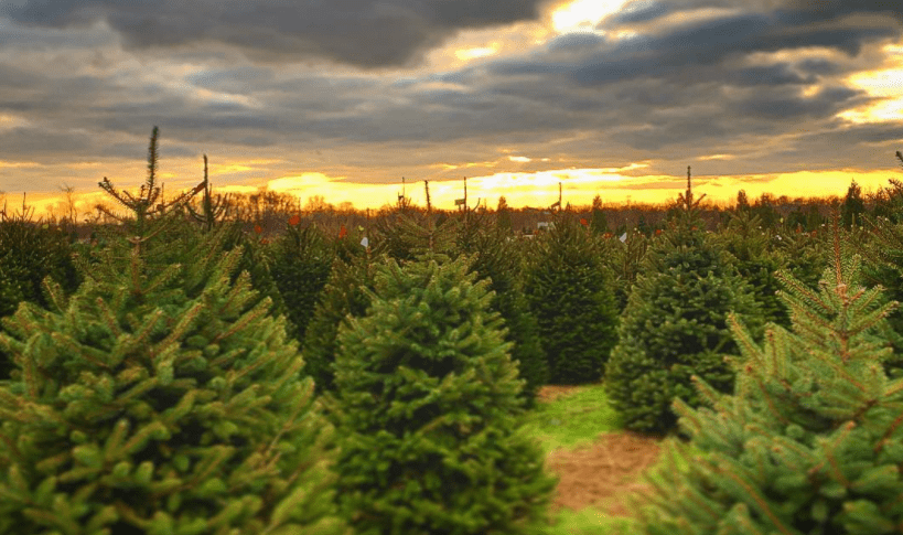 Christmas Tree Farms in New Jersey