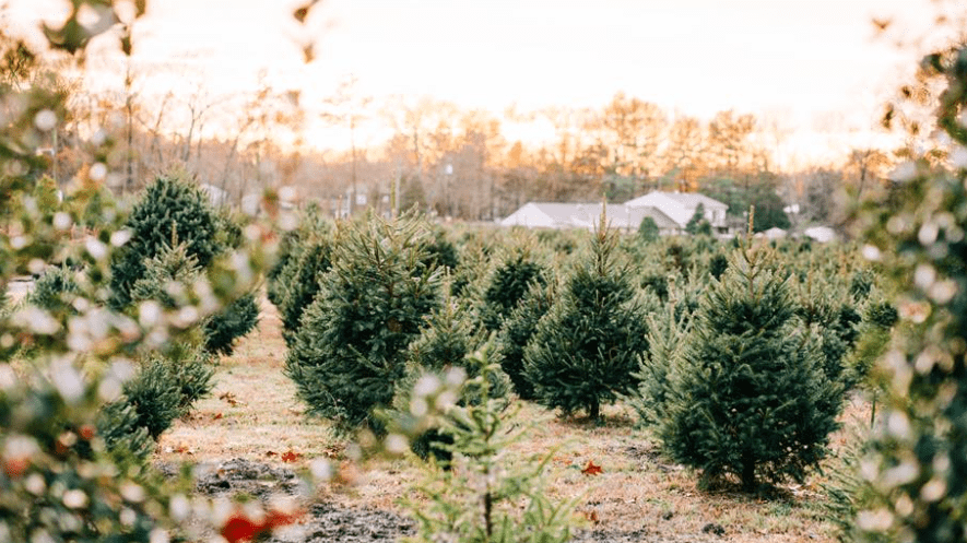 Christmas Tree Farms in New Jersey