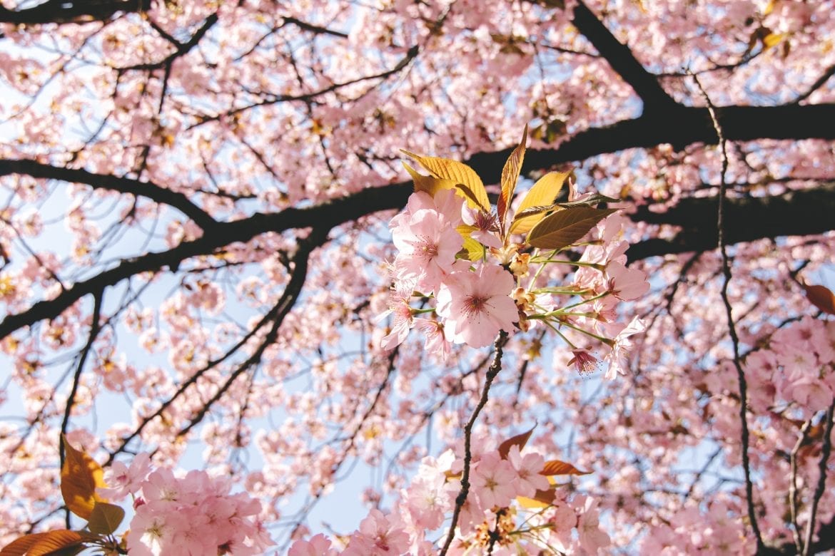 11 Best Spots To See Cherry Blossoms In New Jersey New Jersey Digest Magazine 