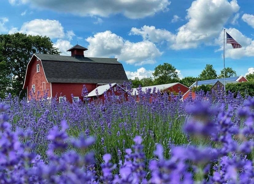 New Jersey Lavender Farms