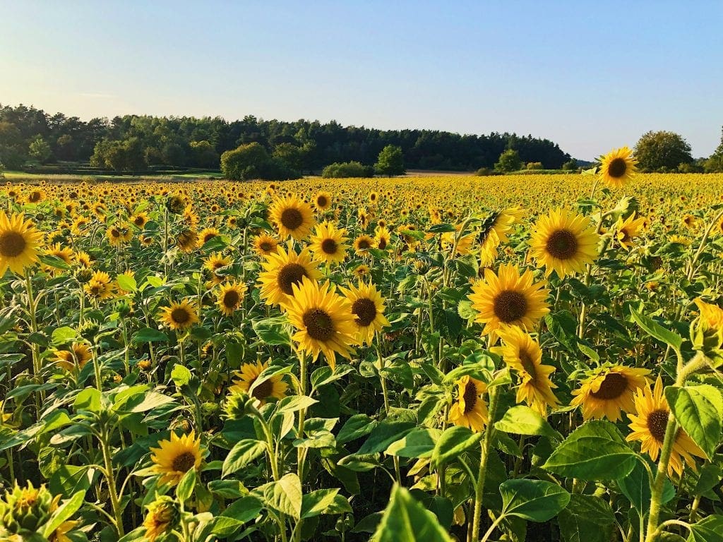 best Sunflower farms nj