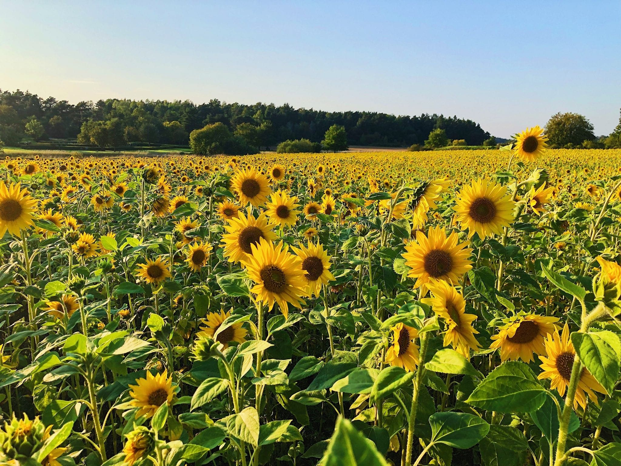 11 of the Best Sunflower Farms in NJ New Jersey Digest