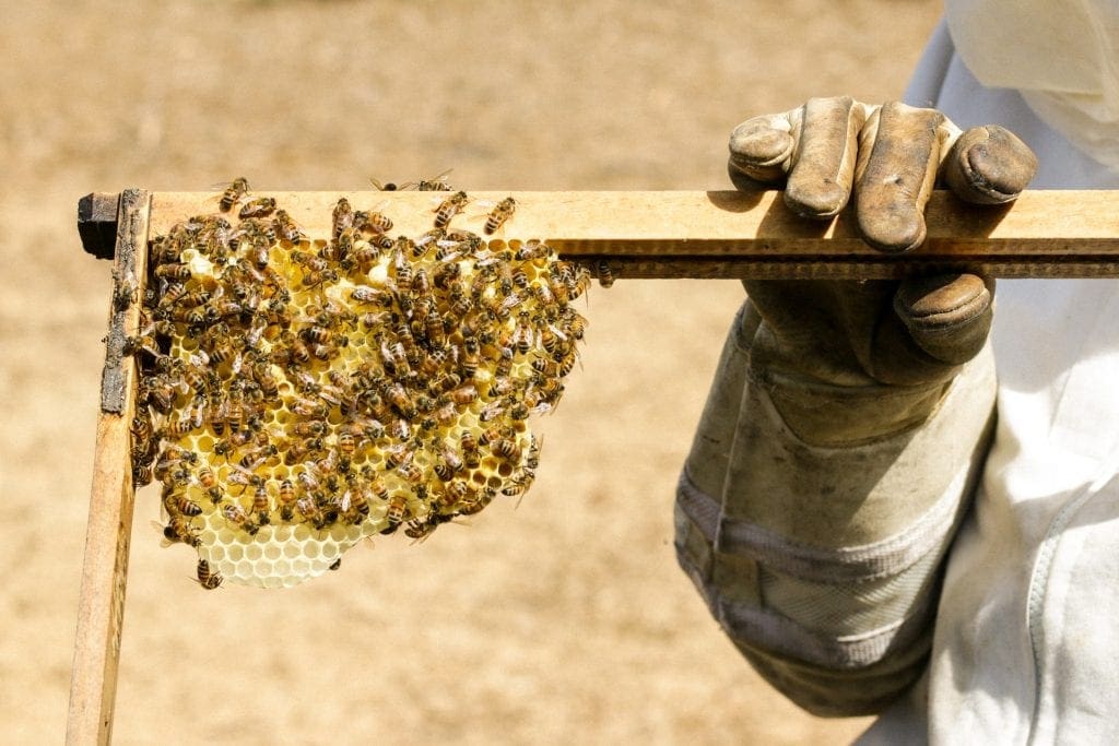 Rooftop Apiaries Honeybee Harvest