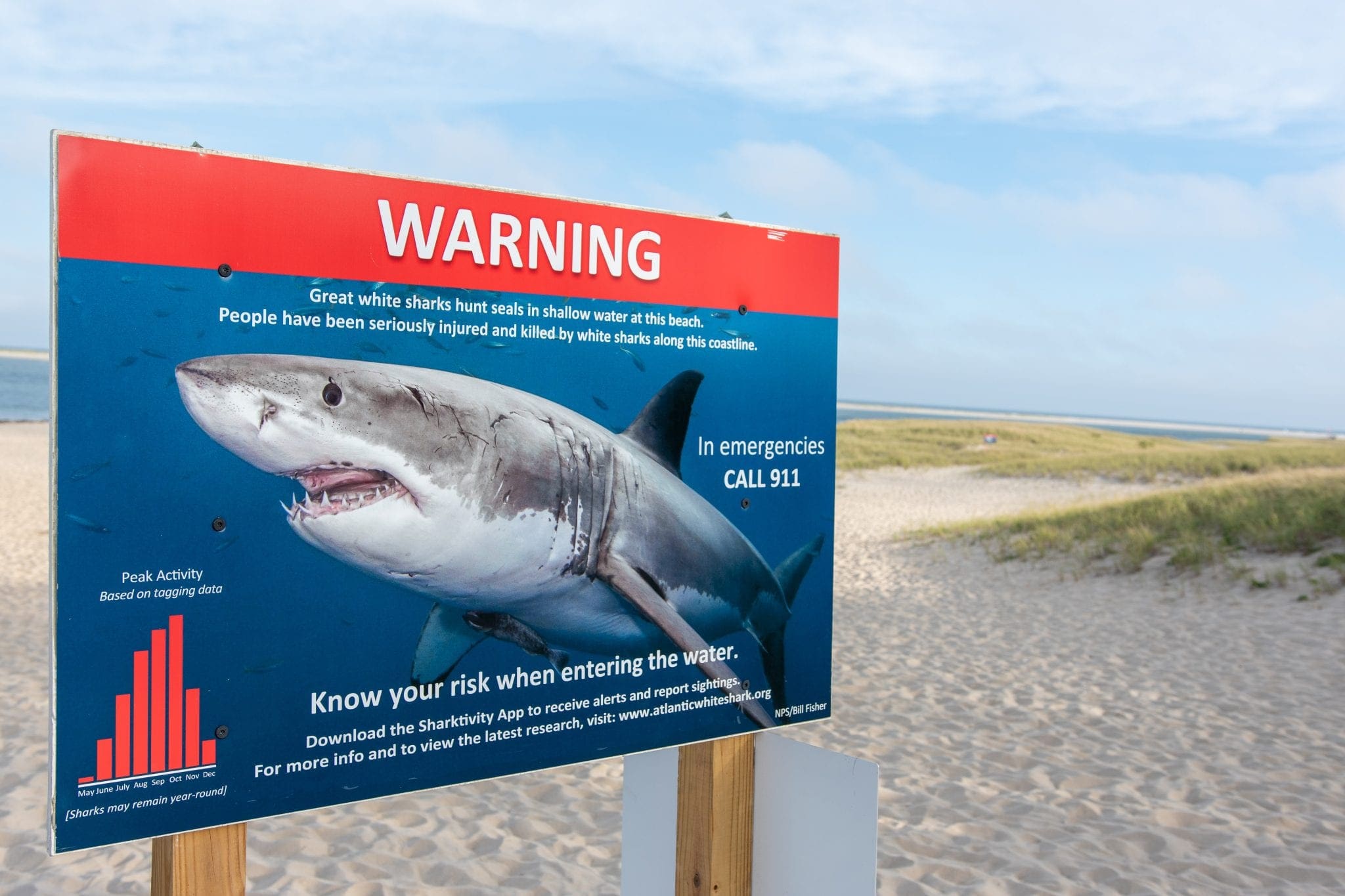 1st Shore Shark Bite Of Summer 2023 Reported In Stone Harbor, NJ