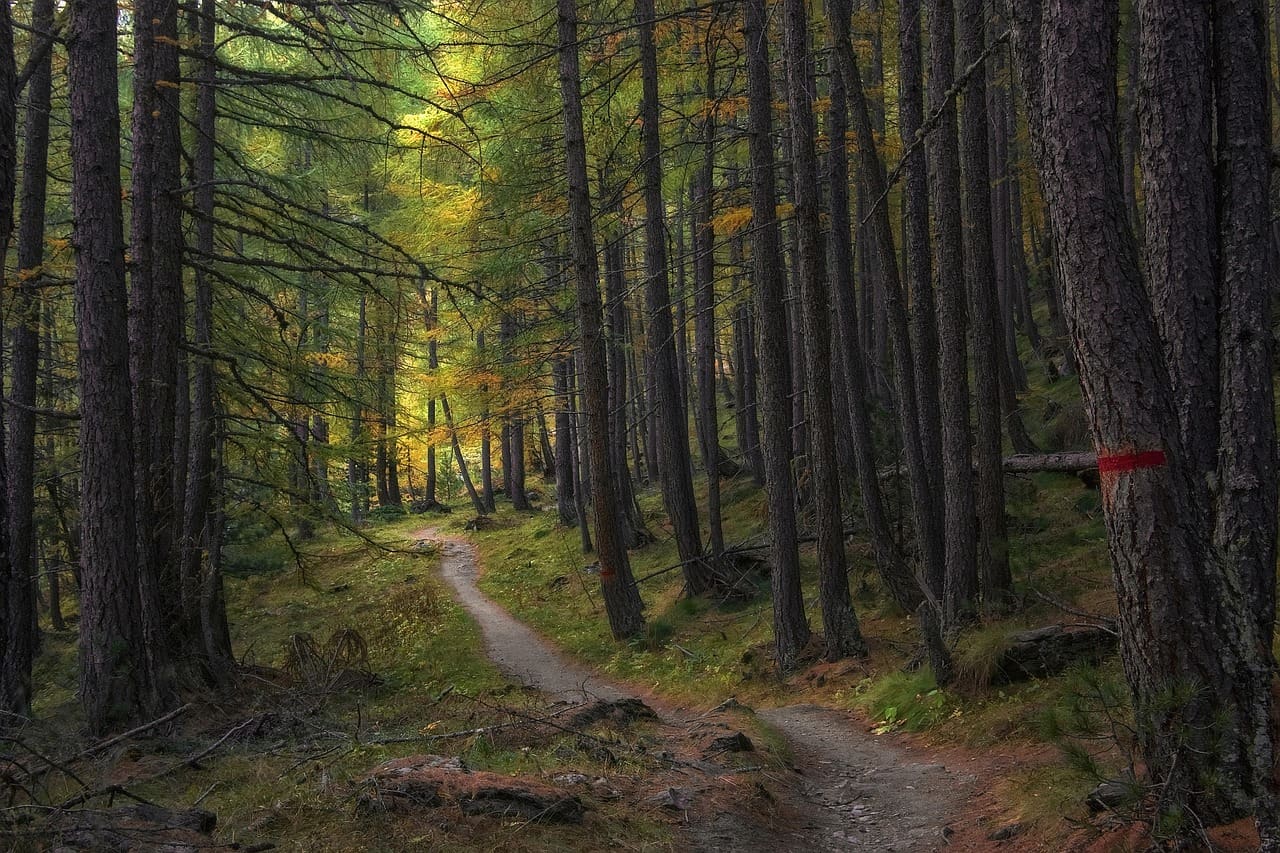 running trail