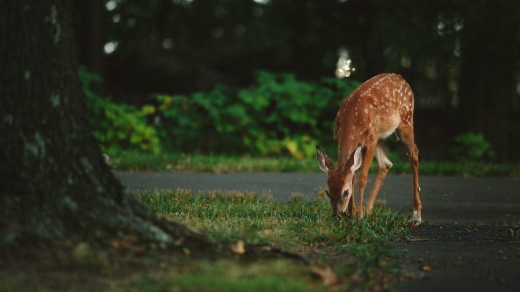 New Jersey Deer Population