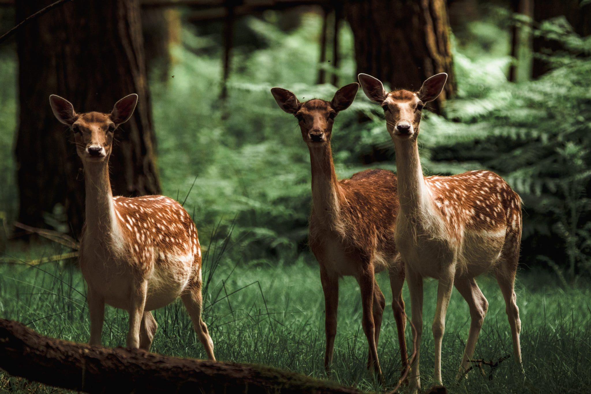 Noticing More Deer in New Jersey? It's Not Just You New Jersey Digest