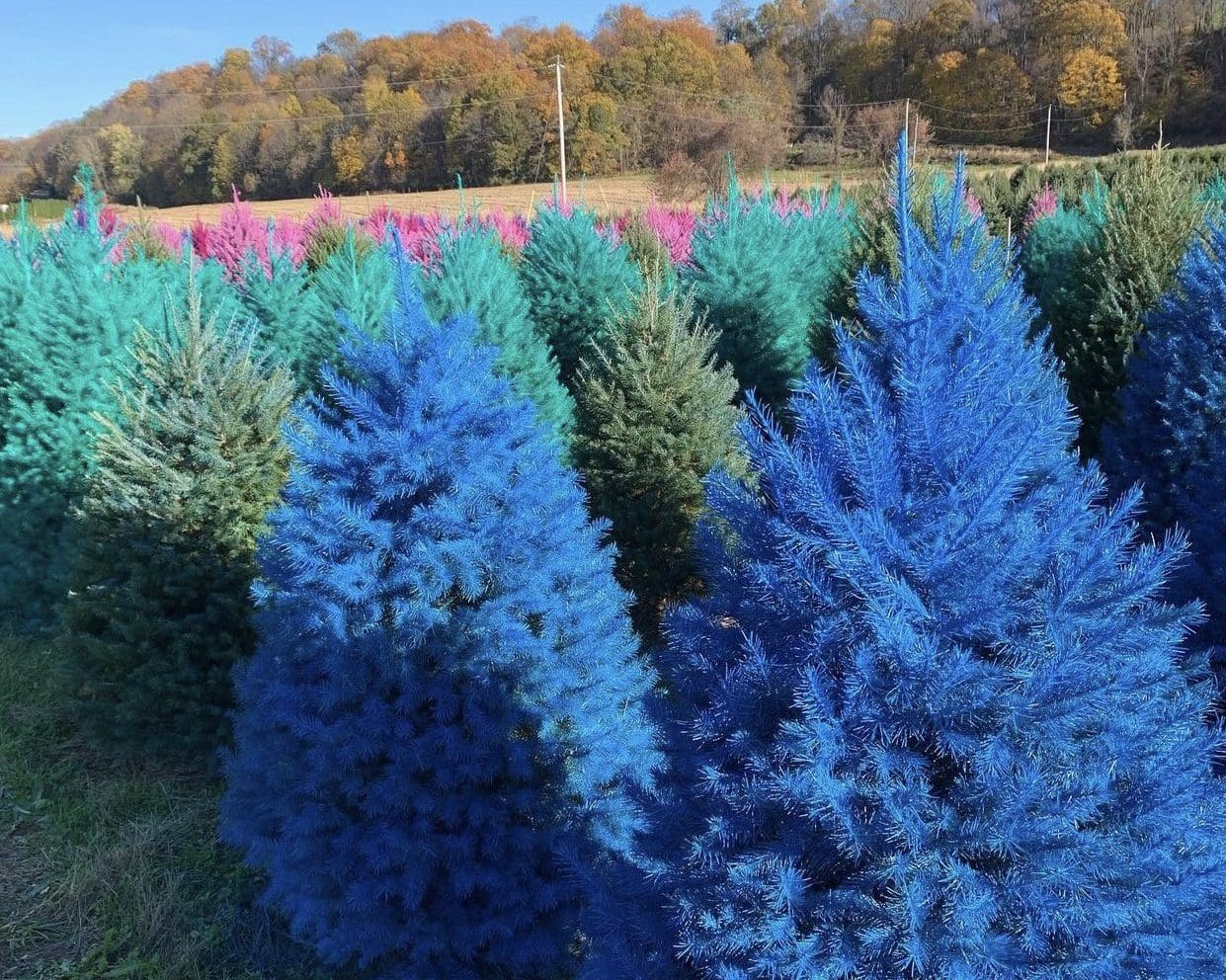 This NJ Farm Sells Coloured Christmas Bushes—And They’re Actual