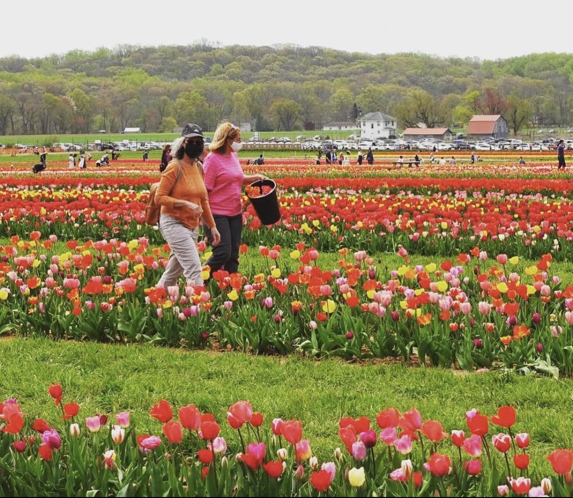 NJ Flower Farms to Visit in Spring and Summer (2023 Updated List) New