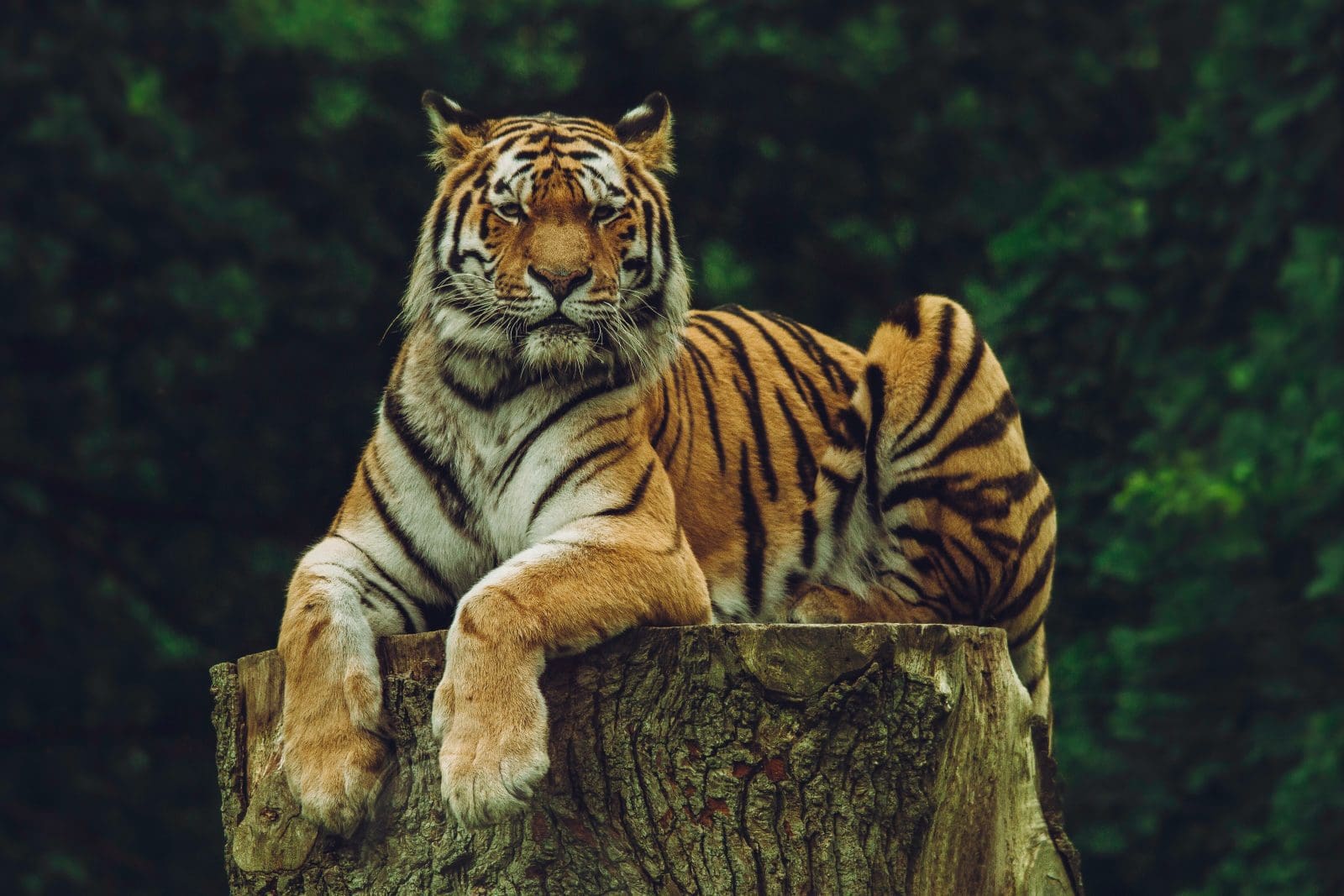 The Mystery Behind New Jersey's 'Tiger Lady' - New Jersey Digest