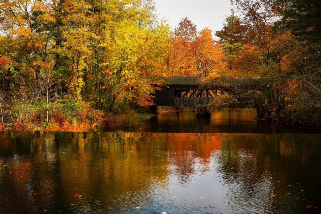forest near body of water