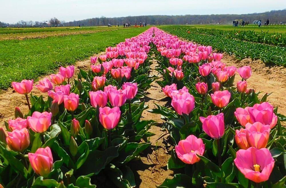 Tulip farm NJ