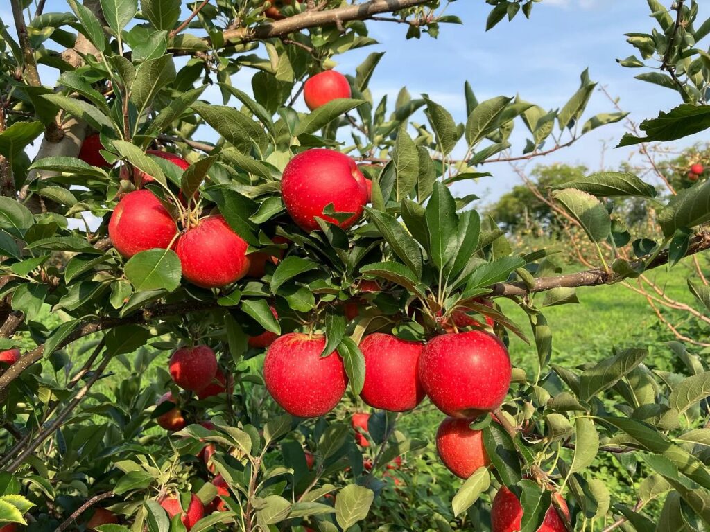 Apples in the field at Battleview Orchards in Freehold