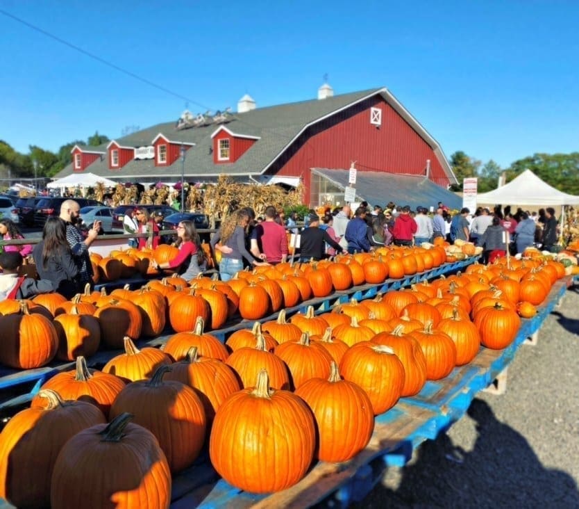 Farms to Visit for Pumpkin Picking in New Jersey 2020