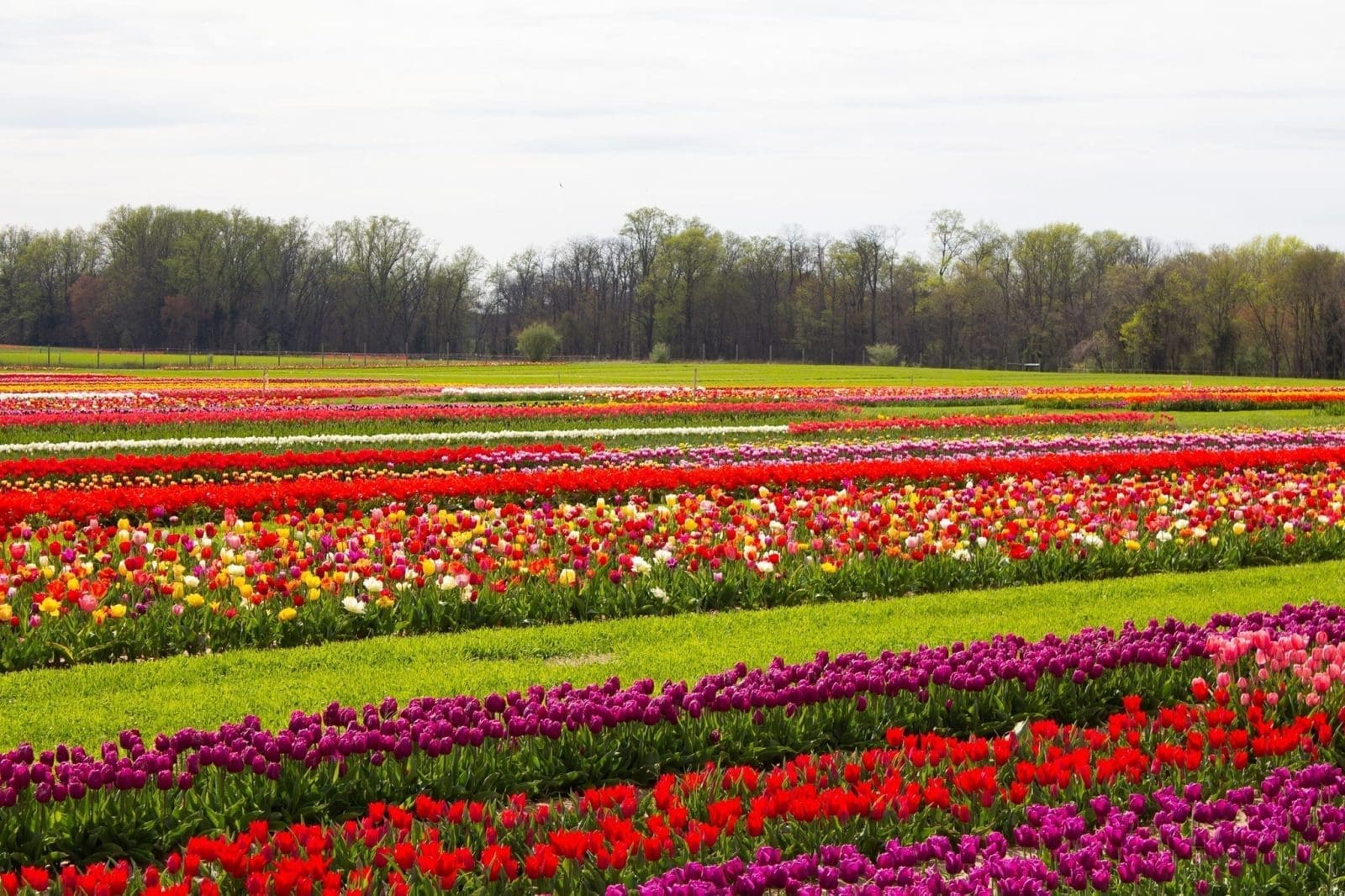 new jersey tulip farm