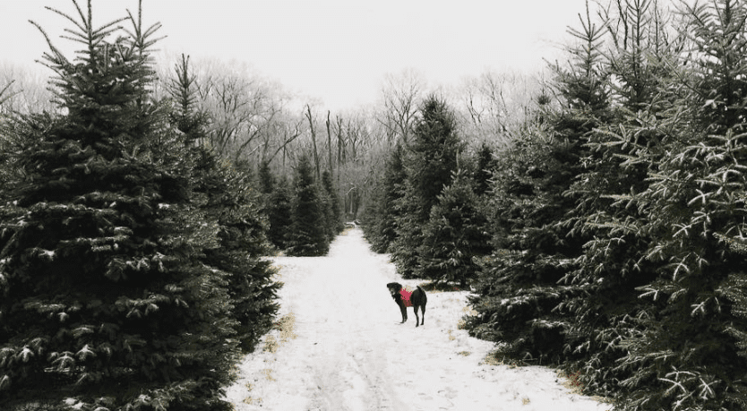 Christmas Tree Farms in New Jersey