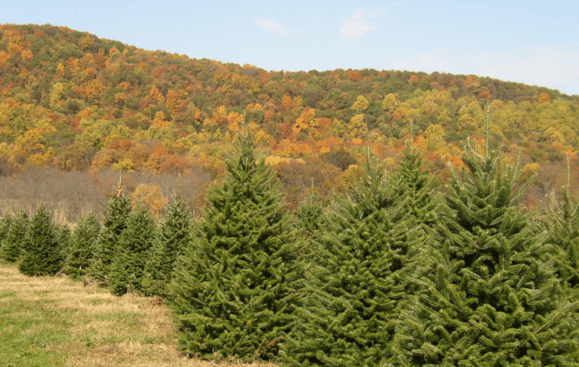 Christmas Tree Farms in New Jersey