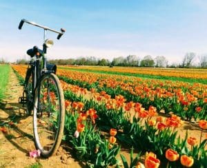 Holland Ridge Farms: New Jersey’s Own Field of Dreams - New Jersey Digest