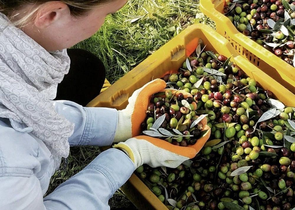 olive picking