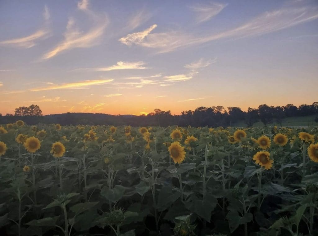 new jersey sunflower trail