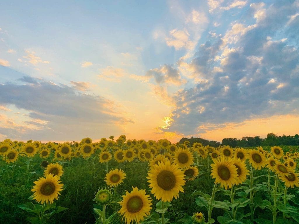 Sunflower Farm's in New Jersey