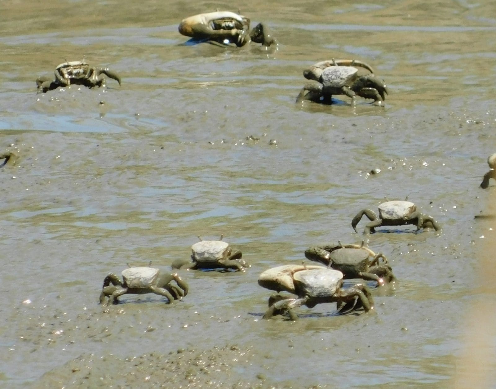 PSEG Estuary Enhancement Program