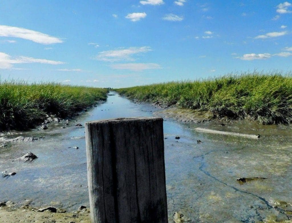 PSEG estuary enhancement program