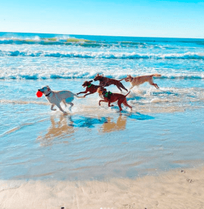 New Jersey Dog Beaches