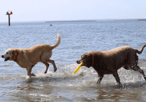 New Jersey Dog Beaches