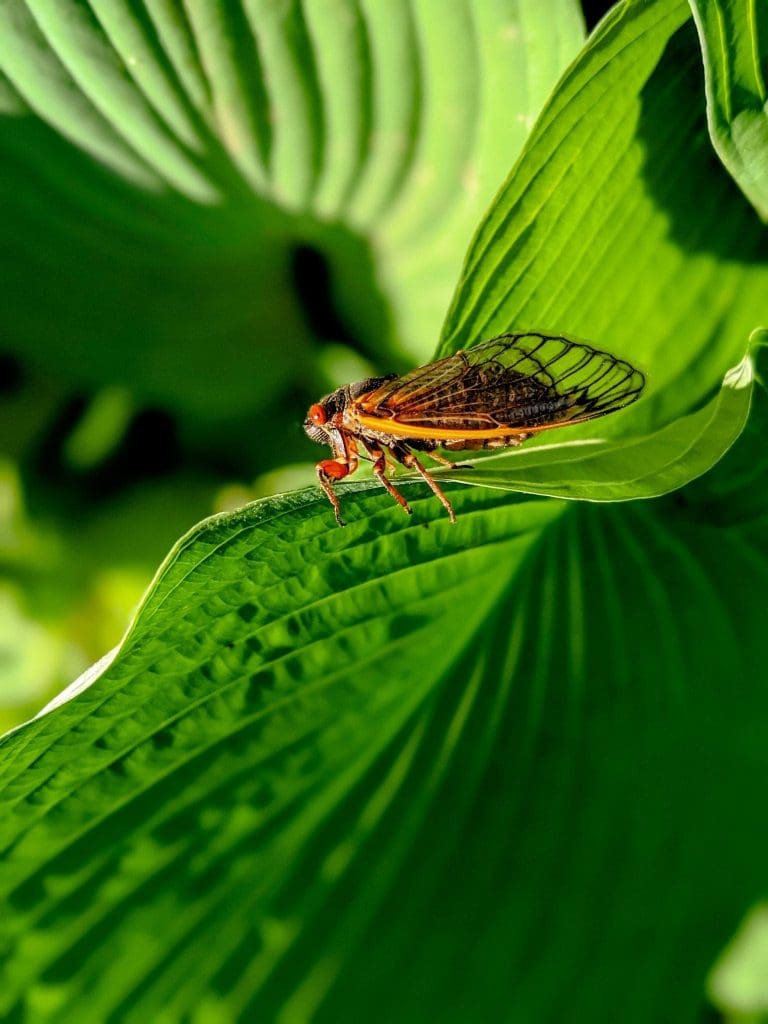 Arrival of the Cicadas