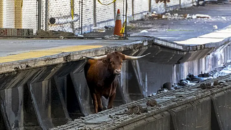 bull on tracks