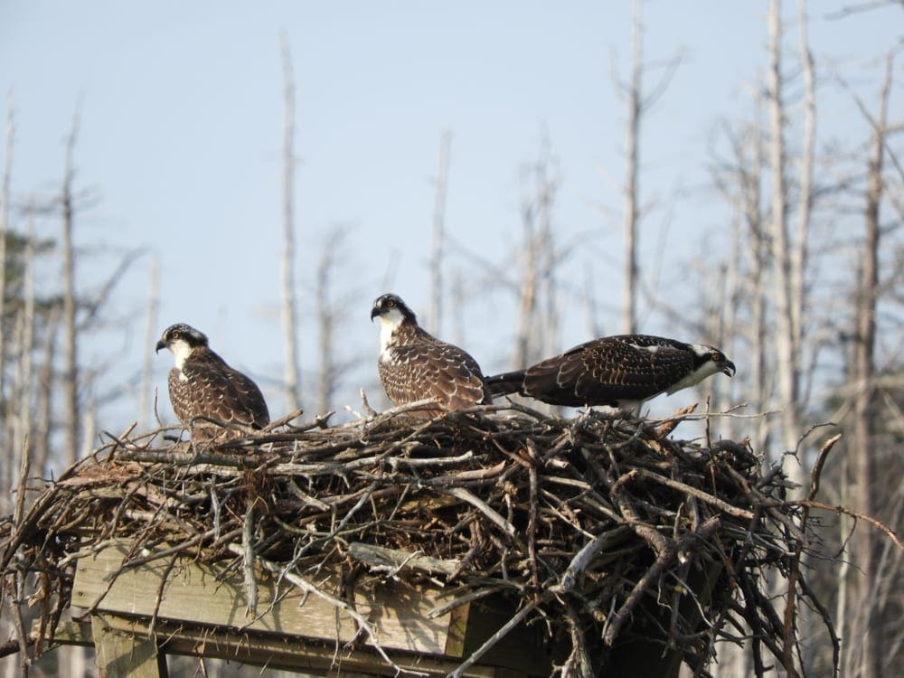 Ospreys at Cattus Island