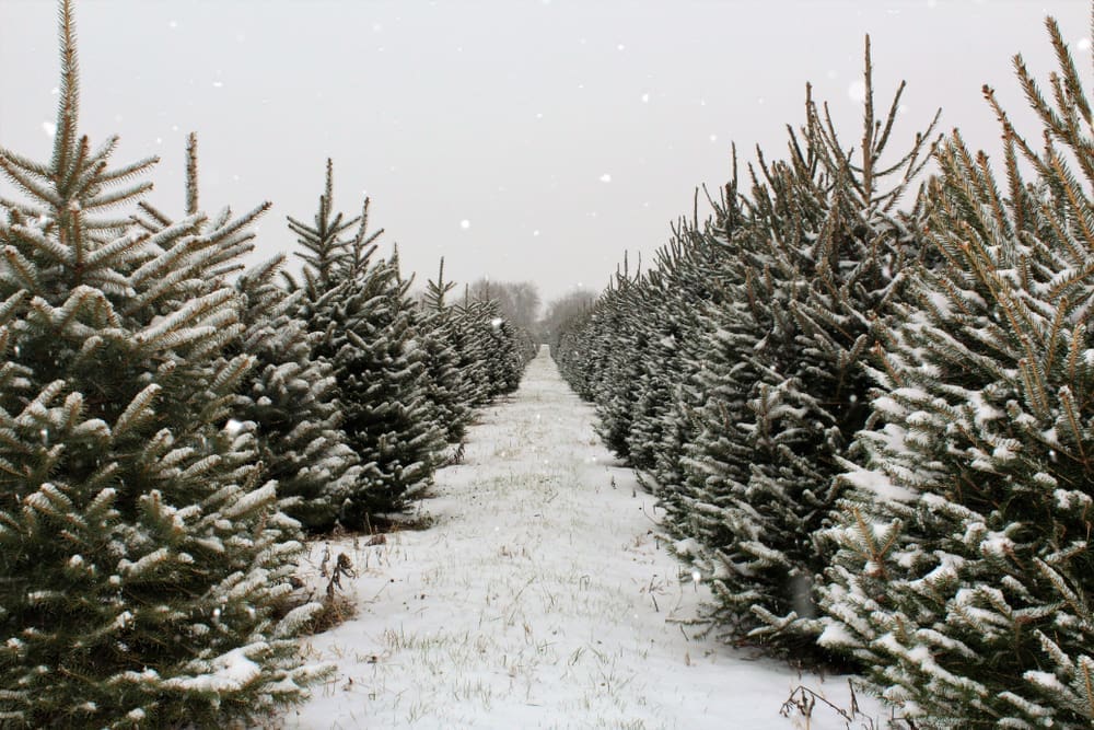 christmas tree farms nj