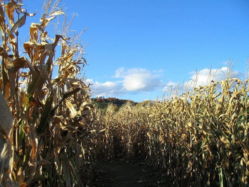 Corn mazes in nj