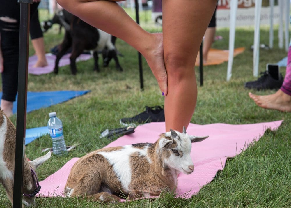 Goat Yoga in NJ