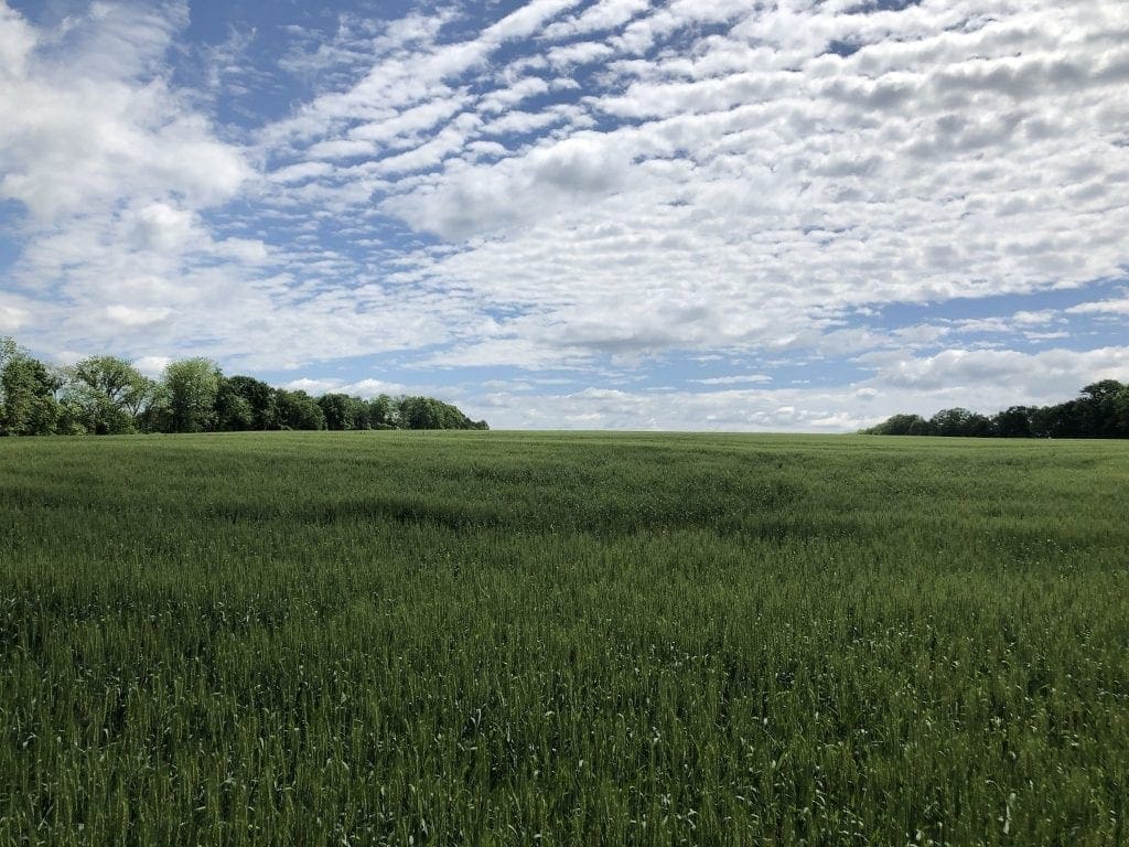 Open Fields in New Jersey