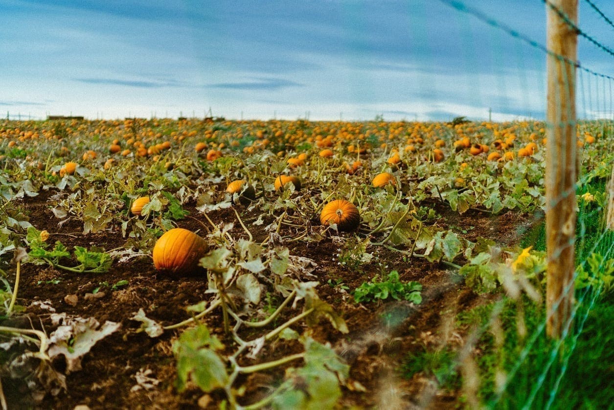 eating pumpkins