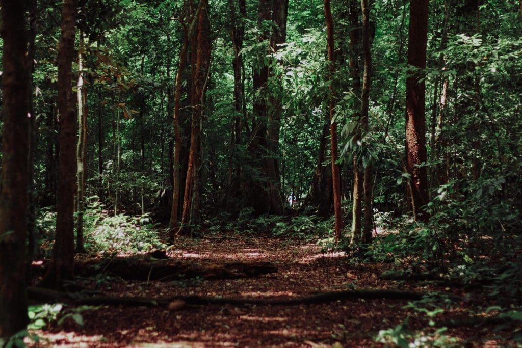 jersey devil pine barrens