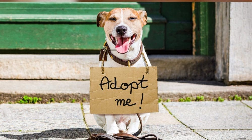 pet adoption events in NJ