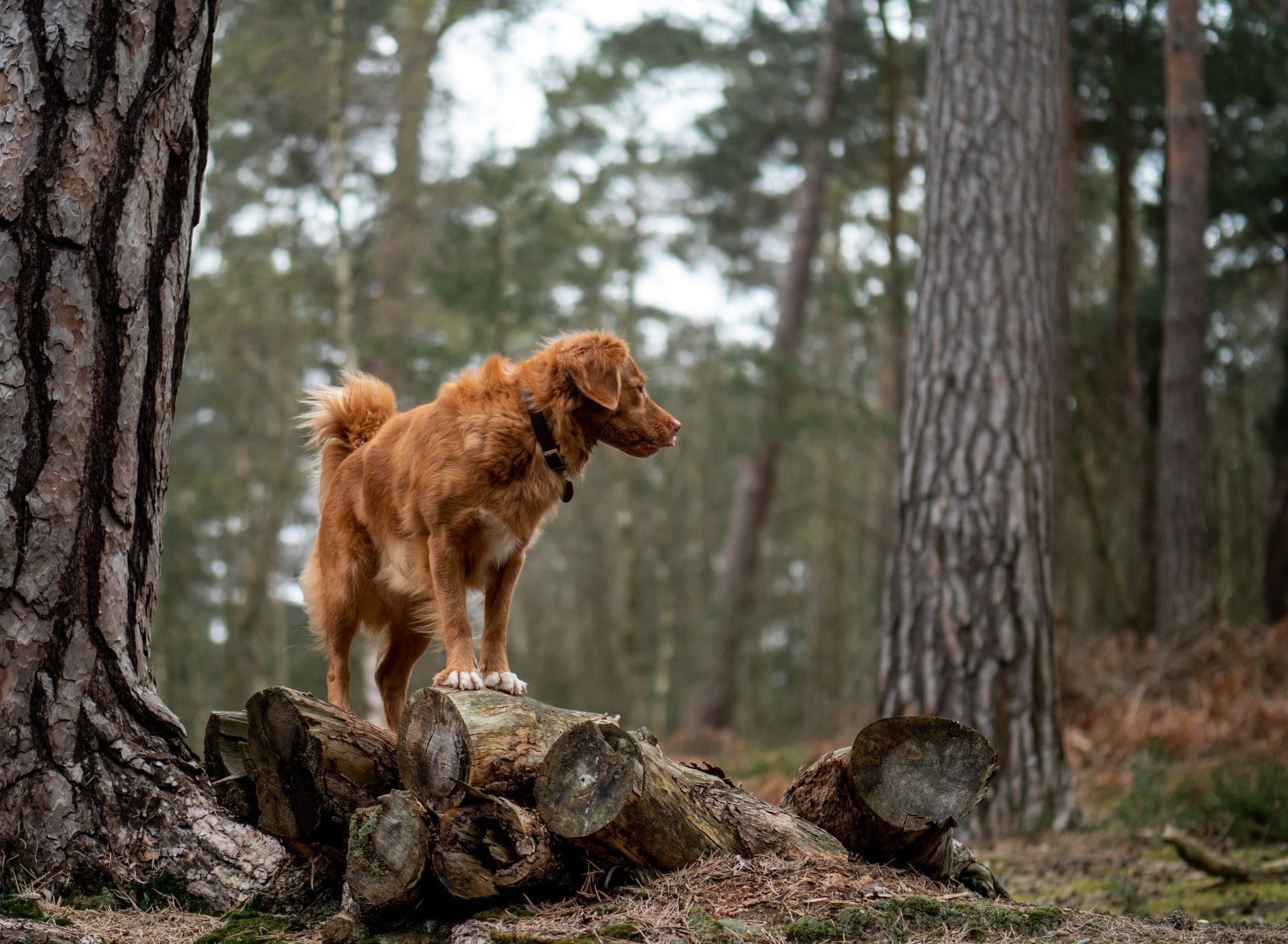 Dog friendly hikes New Jersey