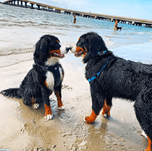 New Jersey Dog Beaches