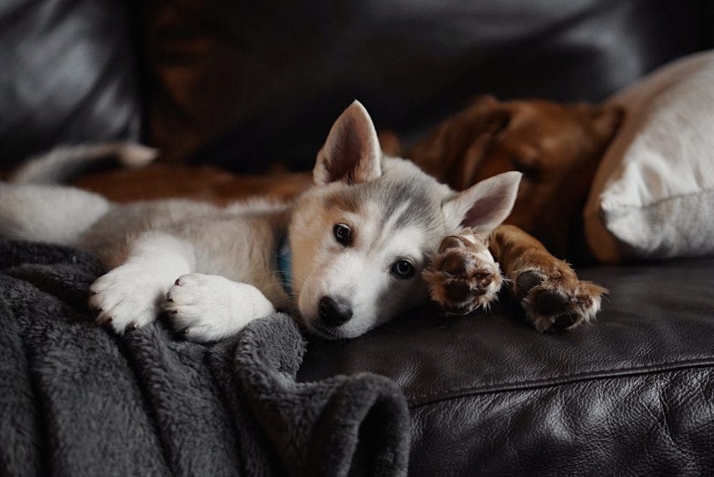 Training a Rescue Puppy