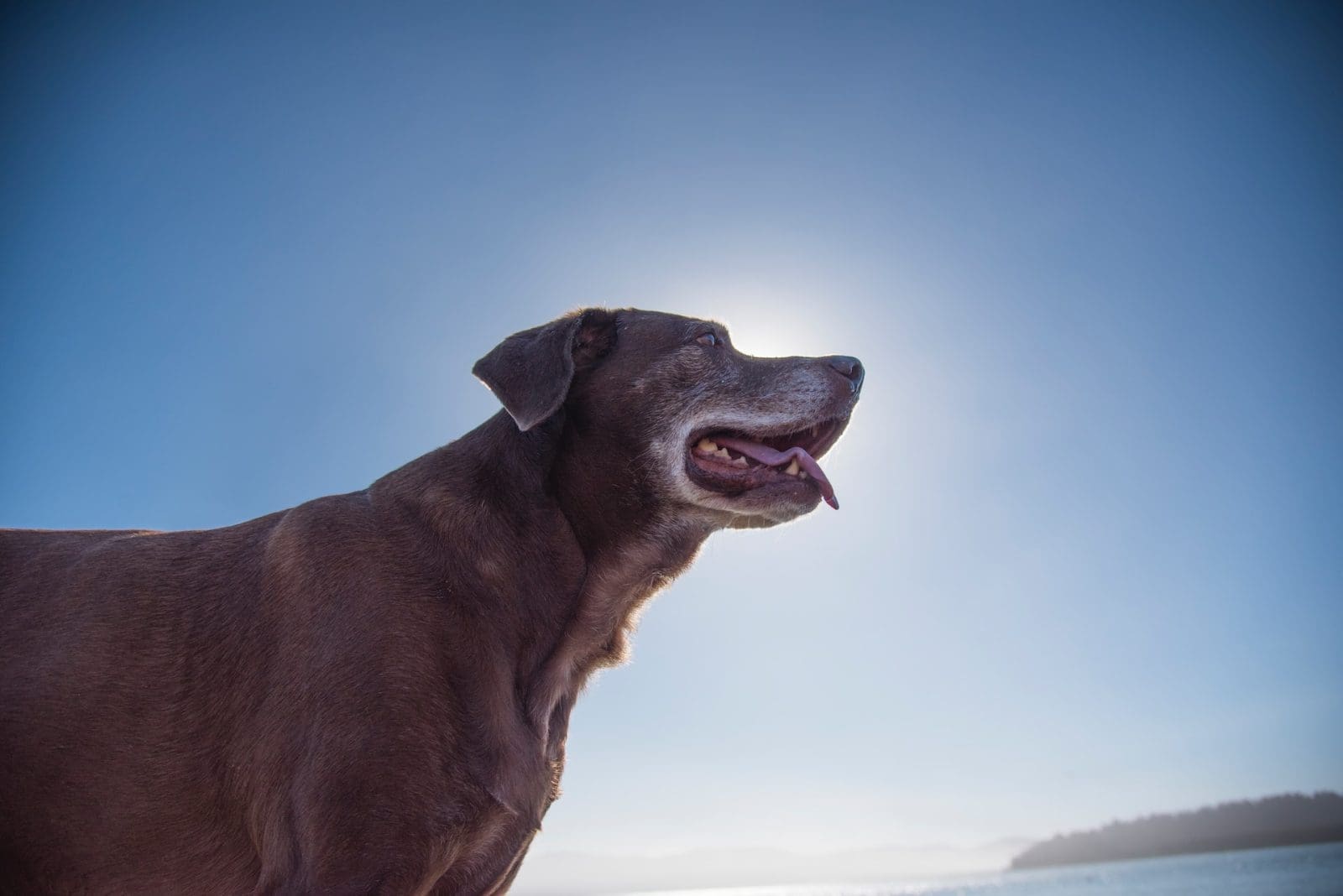 senior dog shelter nj