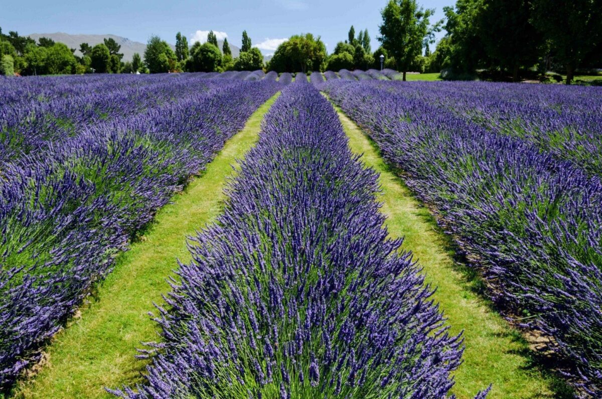Lavender farm in new jersey to visit this summer