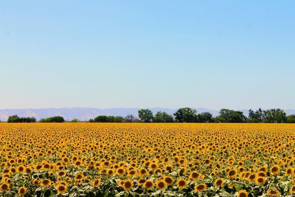 Sunflower Farm New Jersey 