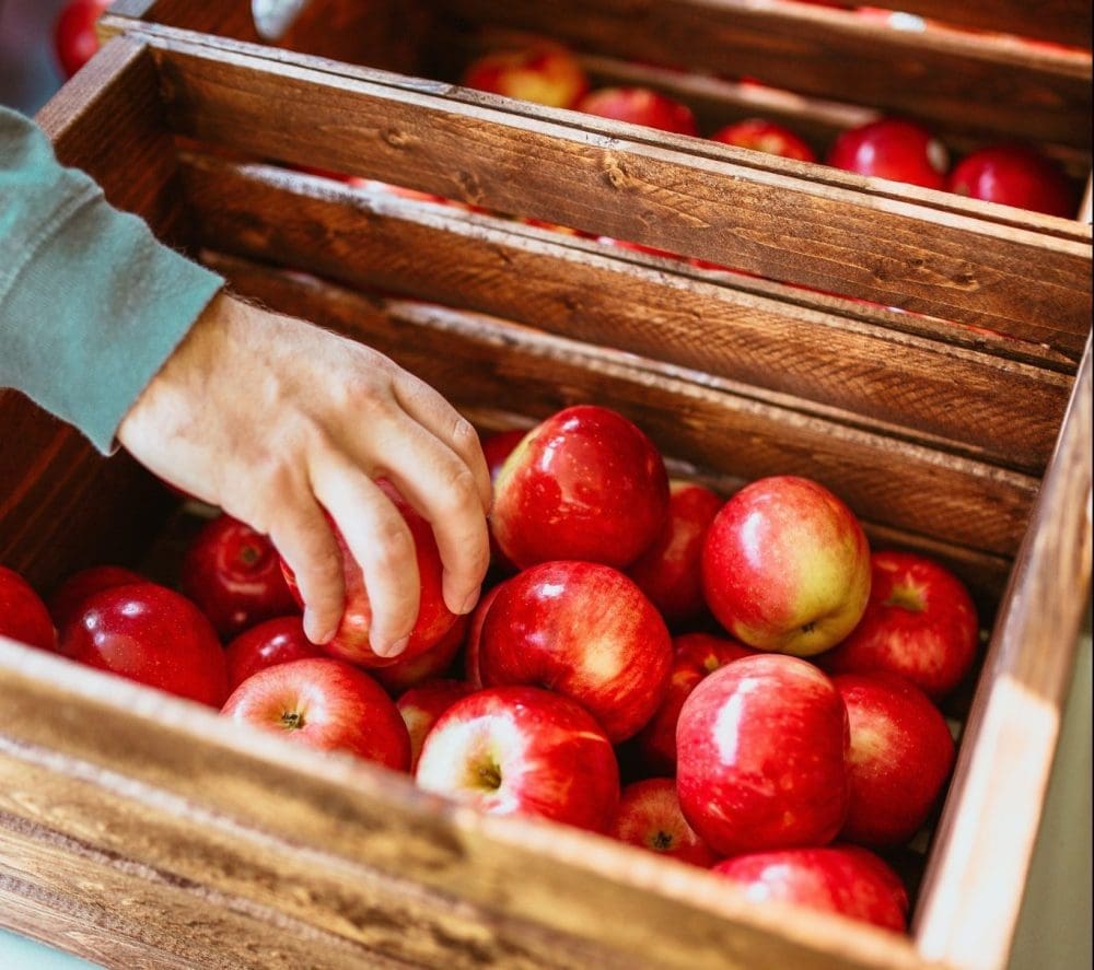 Apple Picking